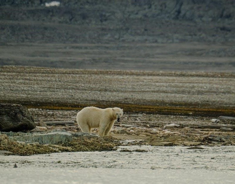 going on a bear hunt printables pdf