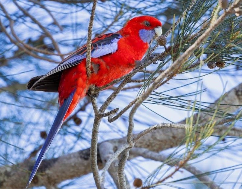 slater field guide to australian birds